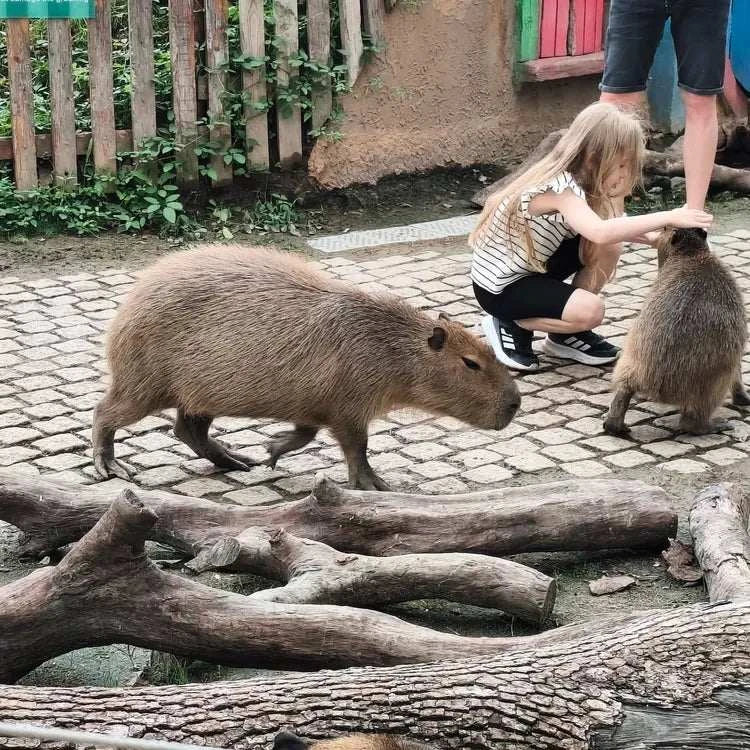 1-day tour to Shanghai Wild Animal Park for panda