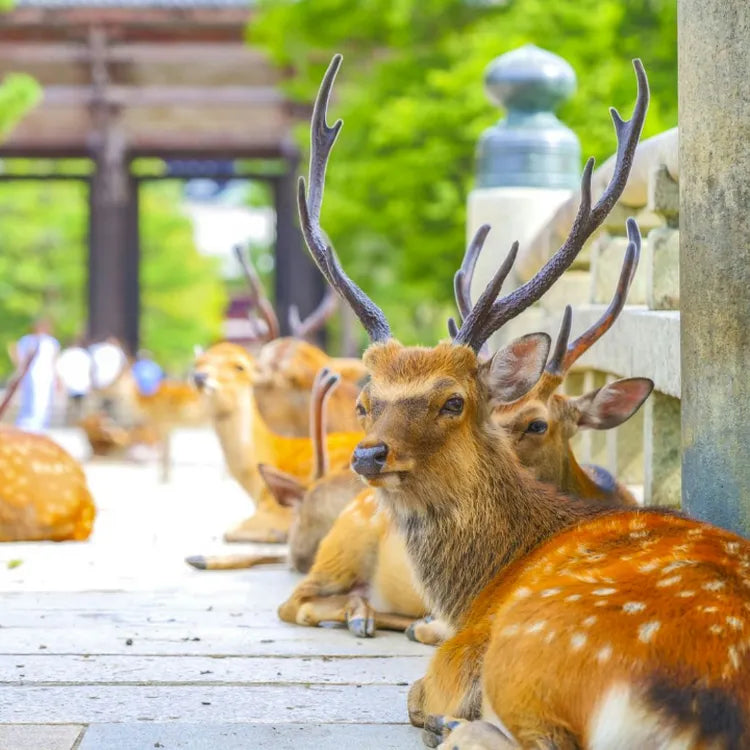 Kyoto and Nara One-Day Tour Kiyomizu-dera