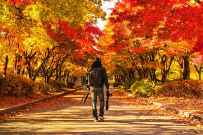 Discover the beauty of South Korea with a Nami Island