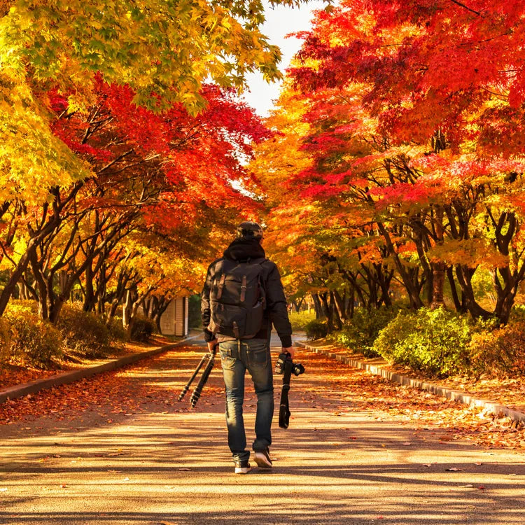 Nami Island  The Garden of Morning Calm One-Day Tour
