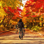 Nami Island  The Garden of Morning Calm One-Day Tour
