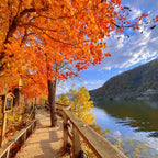1Day Tour to Nami Island Petite France & Italia Village
