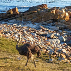 Discover the highlights of Cape Town smallgroup full day tour