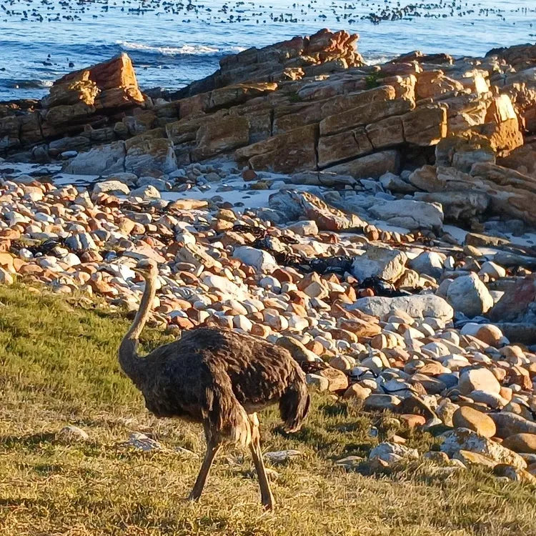 Discover the highlights of Cape Town smallgroup full day tour