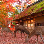 Kyoto and Nara One-Day Tour Kiyomizu-dera