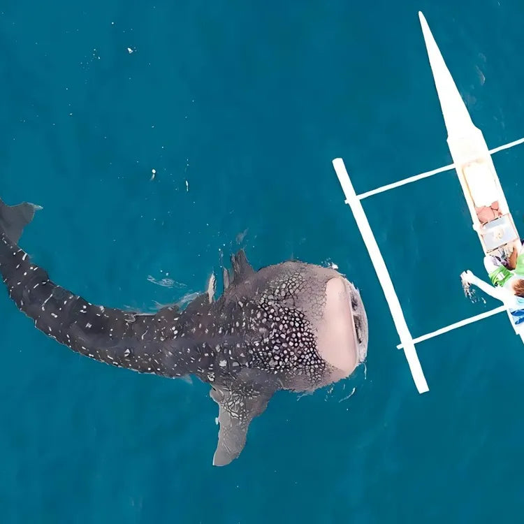 From Cebu Oslob Whale Shark Encounter Sardine Run Full-Day Marine