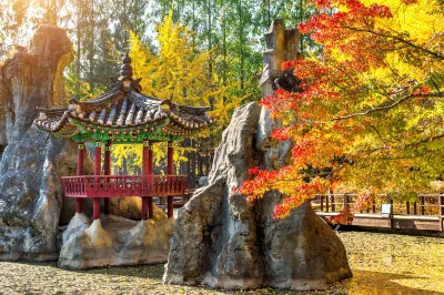 Discover the beauty of South Korea with a Nami Island