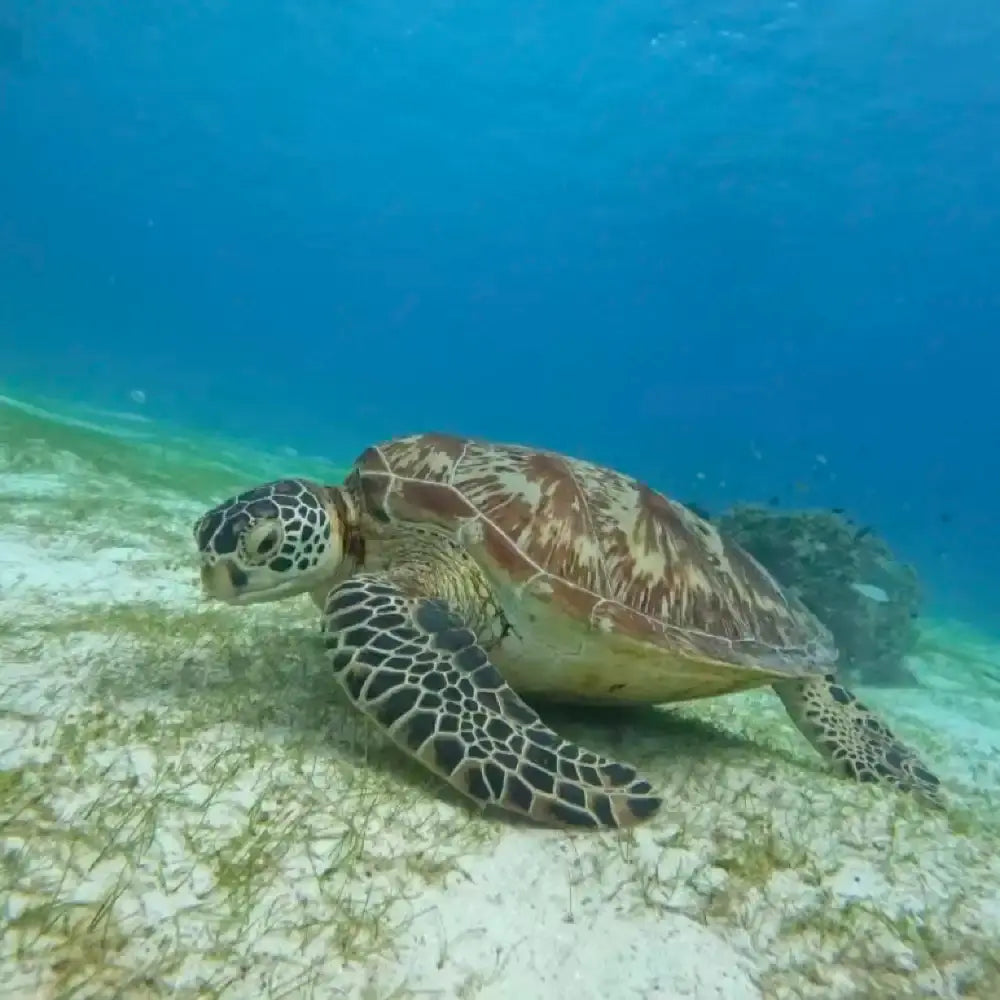 Bohol Island Dolphin Watching Island Snorkeling