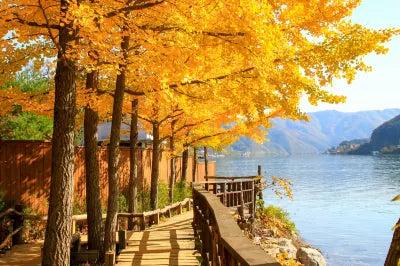 Discover the beauty of South Korea with a Nami Island