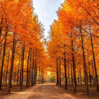 Korea Nami Island Alpaca World Gangchon Rail Bike Day Tour