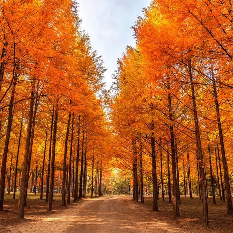 1Day Tour to Nami Island Petite France & Italia Village
