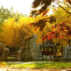 Nami Island  The Garden of Morning Calm One-Day Tour