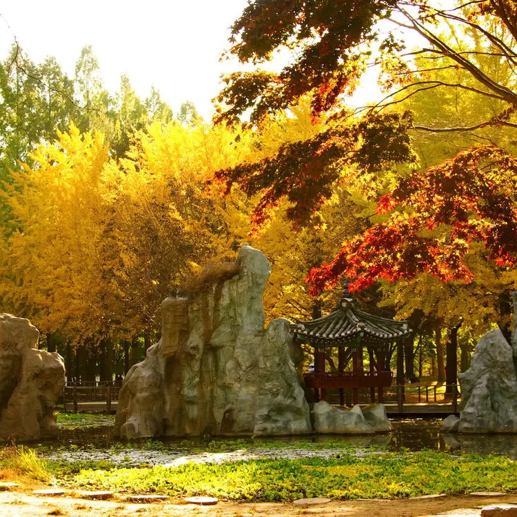Nami Island  The Garden of Morning Calm One-Day Tour