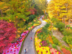 Nami Island  The Garden of Morning Calm One-Day Tour