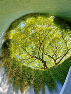 Singapore Private Chartered Tour Art Museum Tree Tunnel,