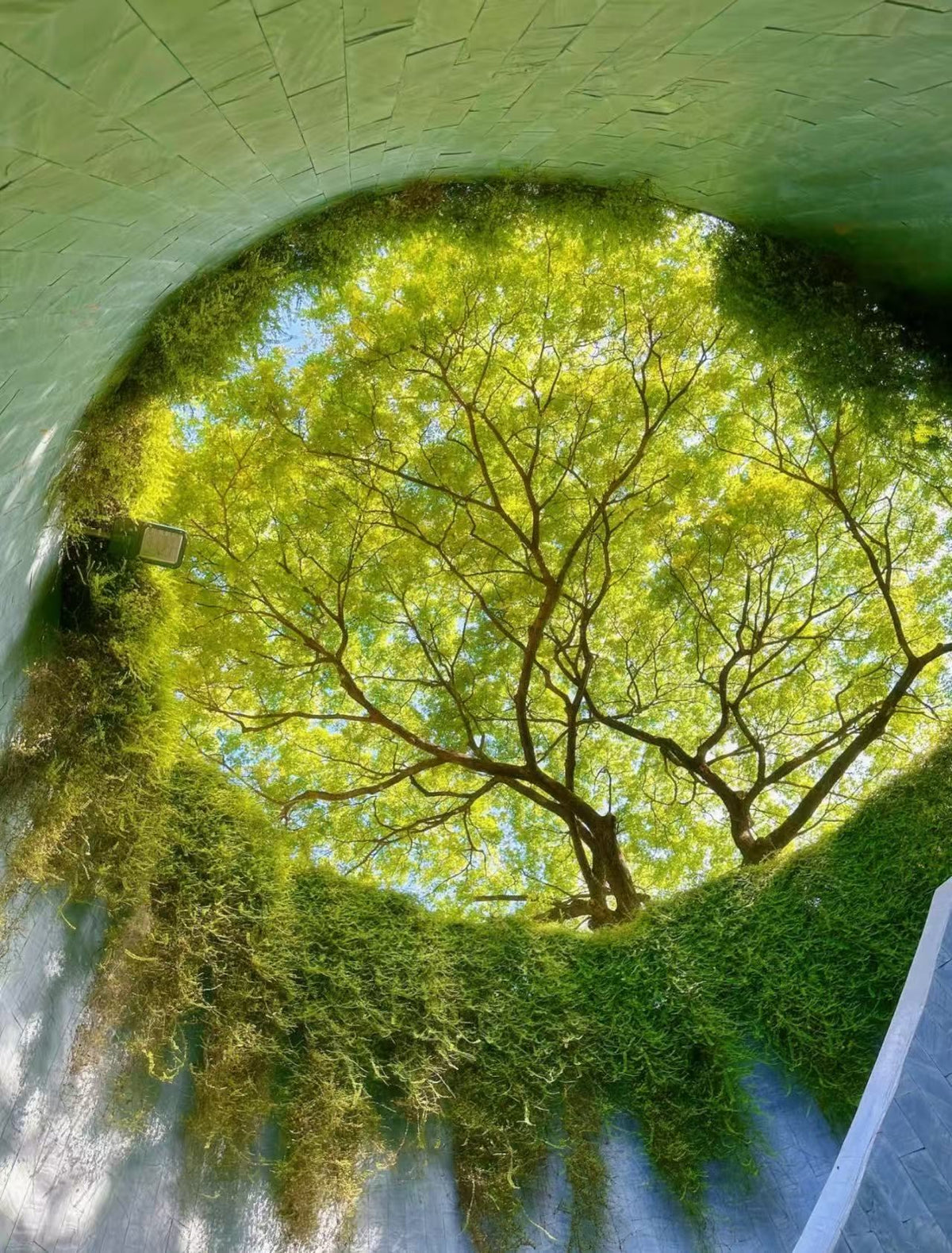 Singapore Private Chartered Tour Art Museum Tree Tunnel,