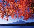 Solo-Friendly 1-Day Mount Fuji Tour from Tokyo