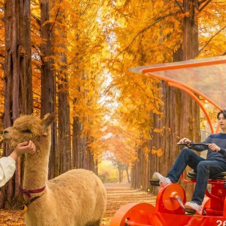 1Day Tour to Nami Island Petite France & Italia Village