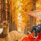 1Day Tour to Nami Island Petite France & Italia Village