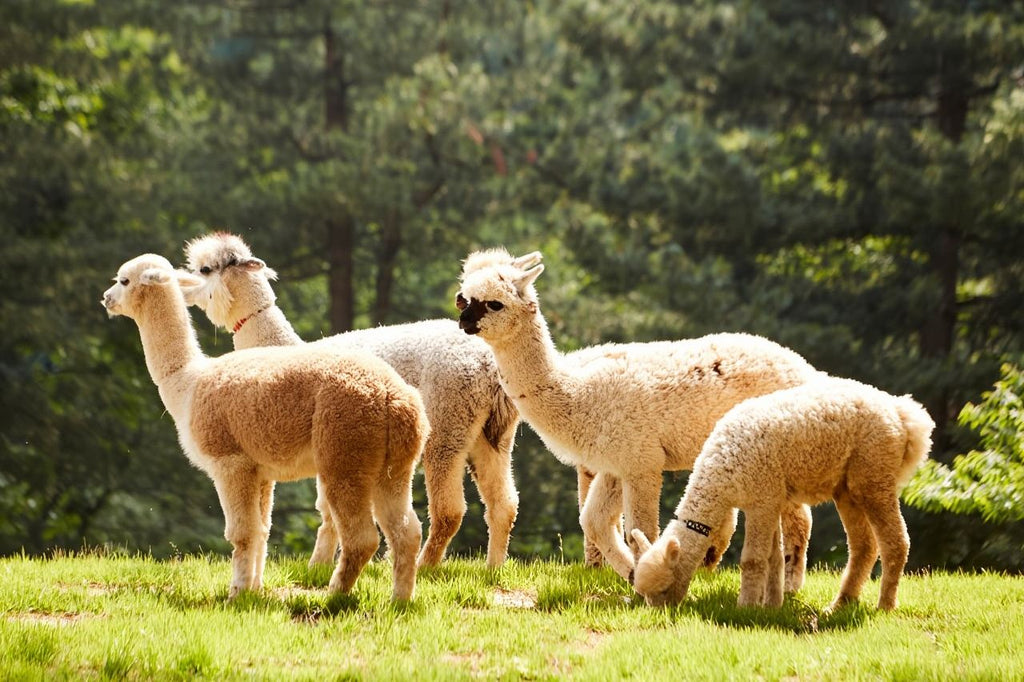 Korea Nami Island Alpaca World Gangchon Rail Bike Day Tour