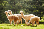 Korea Nami Island Alpaca World Gangchon Rail Bike Day Tour