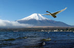 Solo-Friendly 1-Day Mount Fuji Tour from Tokyo