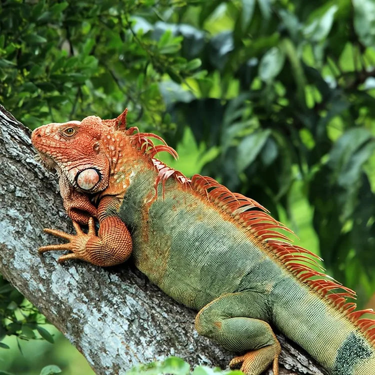 Manuel Antonio National Park Guided Tour