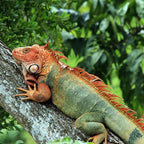 Manuel Antonio National Park Guided Tour