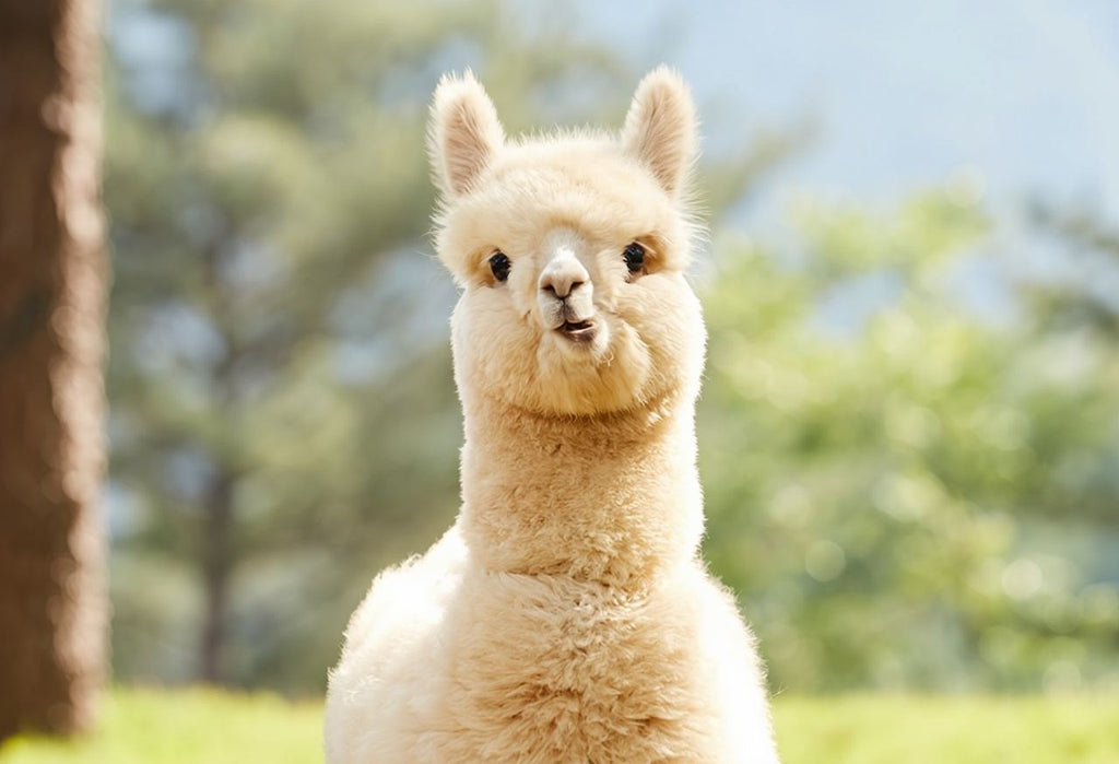 Korea Nami Island Alpaca World Gangchon Rail Bike Day Tour