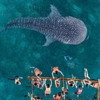 From Cebu Oslob Whale Shark Encounter Sardine Run Full-Day Marine