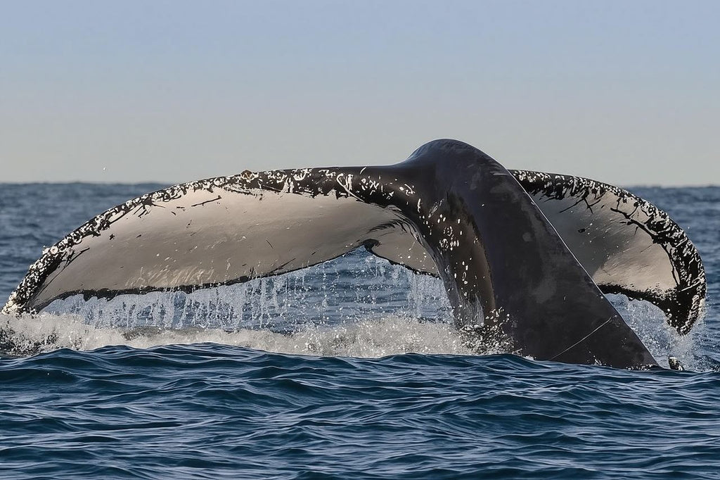 Fantasea Sydney whale watching cruise half-day tour
