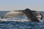 Fantasea Sydney whale watching cruise half-day tour