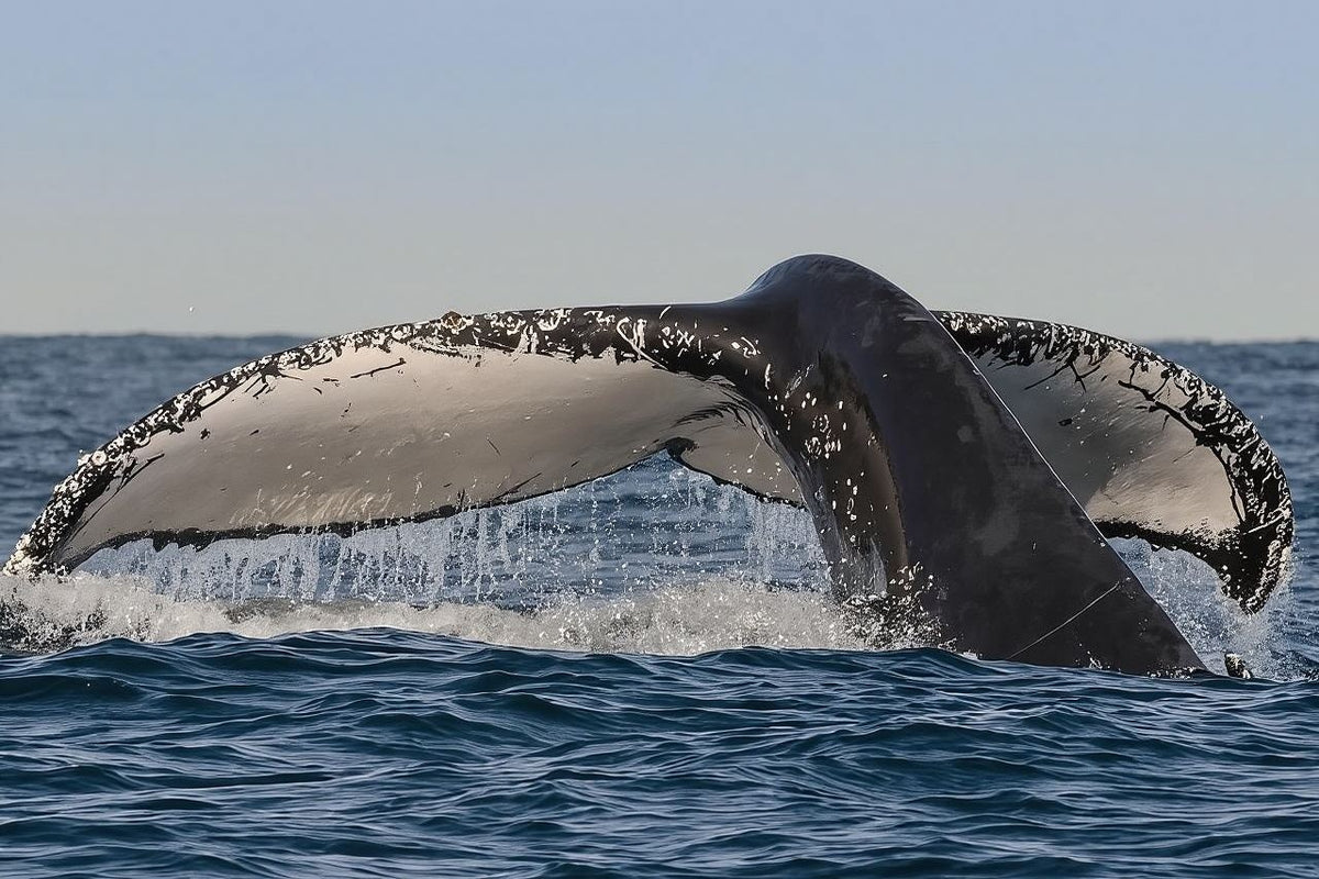 Fantasea Sydney whale watching cruise half-day tour