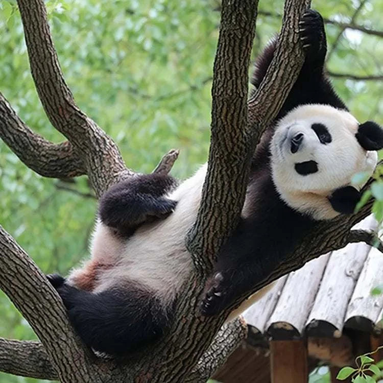1-day tour to Shanghai Wild Animal Park for panda