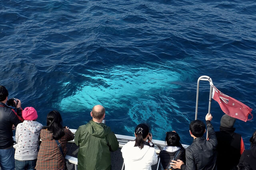 Fantasea Sydney whale watching cruise half-day tour
