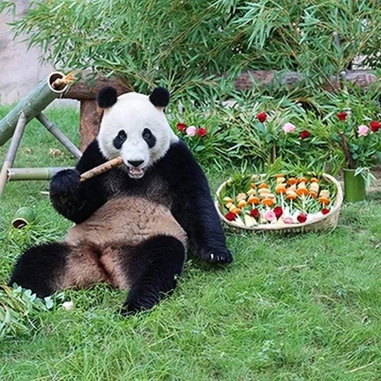 1-day tour to Shanghai Wild Animal Park for panda