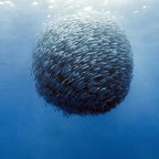 From Cebu Oslob Whale Shark Encounter Sardine Run Full-Day Marine