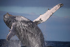 Fantasea Sydney whale watching cruise half-day tour