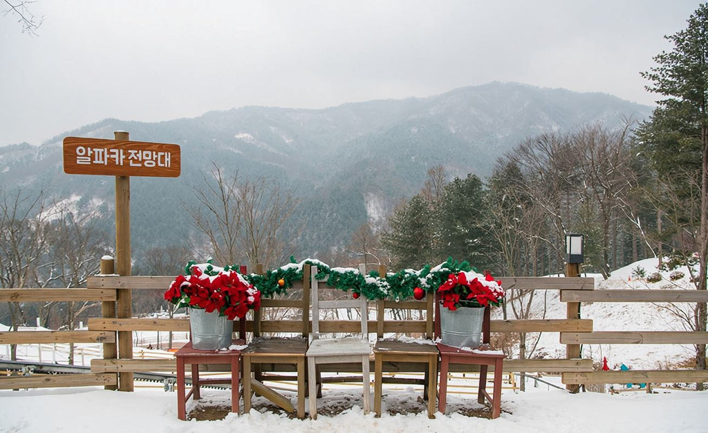 Korea Nami Island Alpaca World Gangchon Rail Bike Day Tour