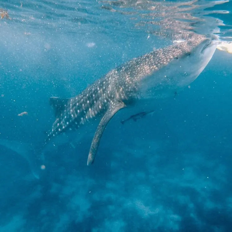 From Cebu Oslob Whale Shark Encounter Sardine Run Full-Day Marine