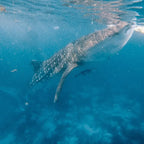 From Cebu Oslob Whale Shark Encounter Sardine Run Full-Day Marine