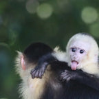 Manuel Antonio National Park Guided Tour