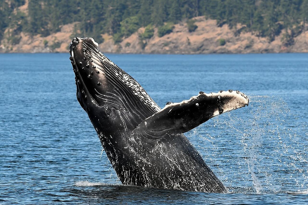 Fantasea Sydney whale watching cruise half-day tour