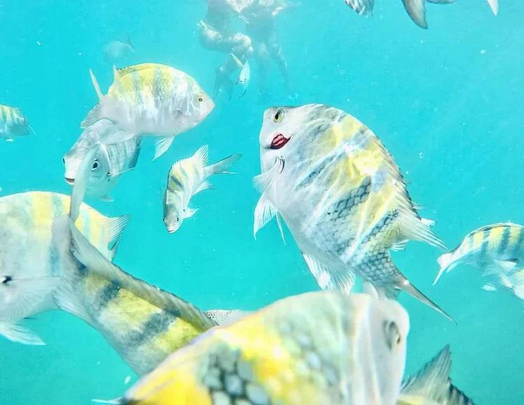 Cabo San Lucas Snorkeling Cruise with Open Bar and Lunch