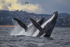 Fantasea Sydney whale watching cruise half-day tour