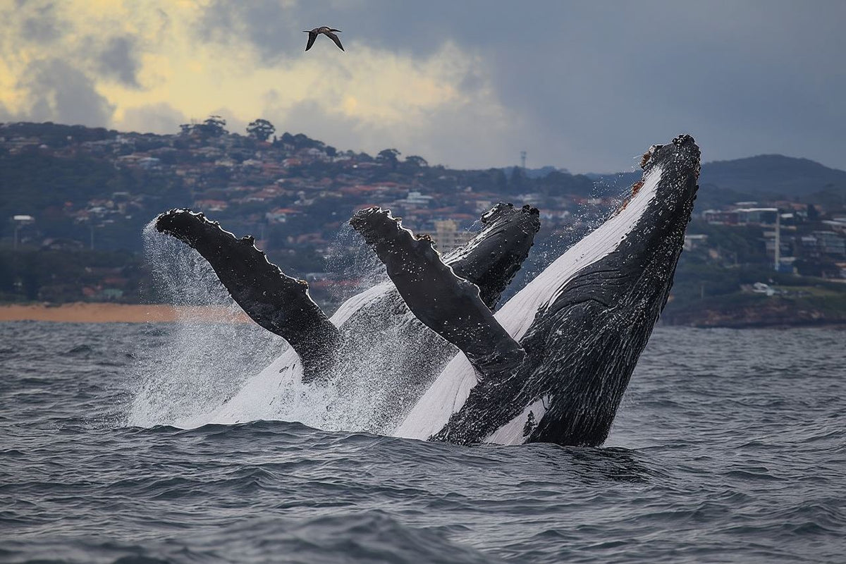 Fantasea Sydney whale watching cruise half-day tour