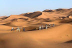 2-Day Tour from Boumalne Dades camel caravan crossing golden sand dunes in the vast Sahara Desert under clear sky