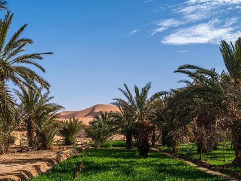 Palm trees and green oasis vegetation with golden sand dunes and blue sky in the background for 2-Day Tour from Boumalne Dades