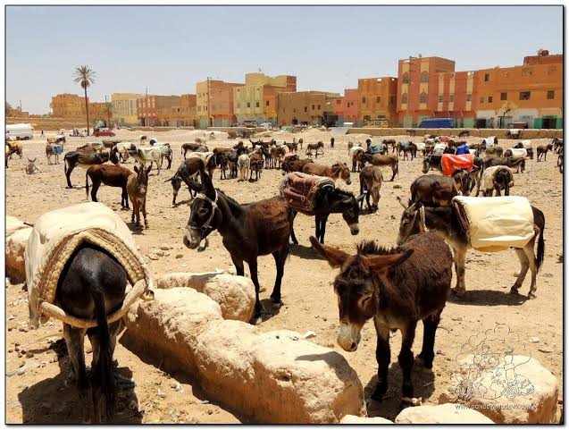 Group of brown donkeys equipped with packs in a desert town with sandy ground and colorful buildings in the background during a 3-Day Tour from Ouarzazate to Merzouga and Zagora