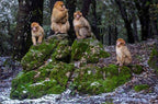 Group of brown Barbary macaque monkeys sitting on green moss-covered rocks in a snowy forest during a 3 Days Tour.